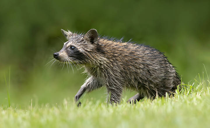 Енот-полоскун малыш - Raccoon Baby Wet