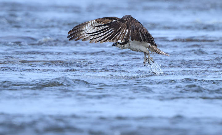  Osprey
