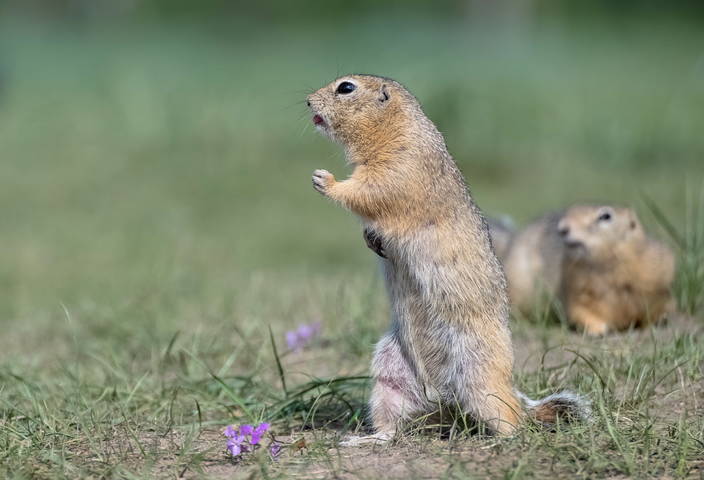 Ушу