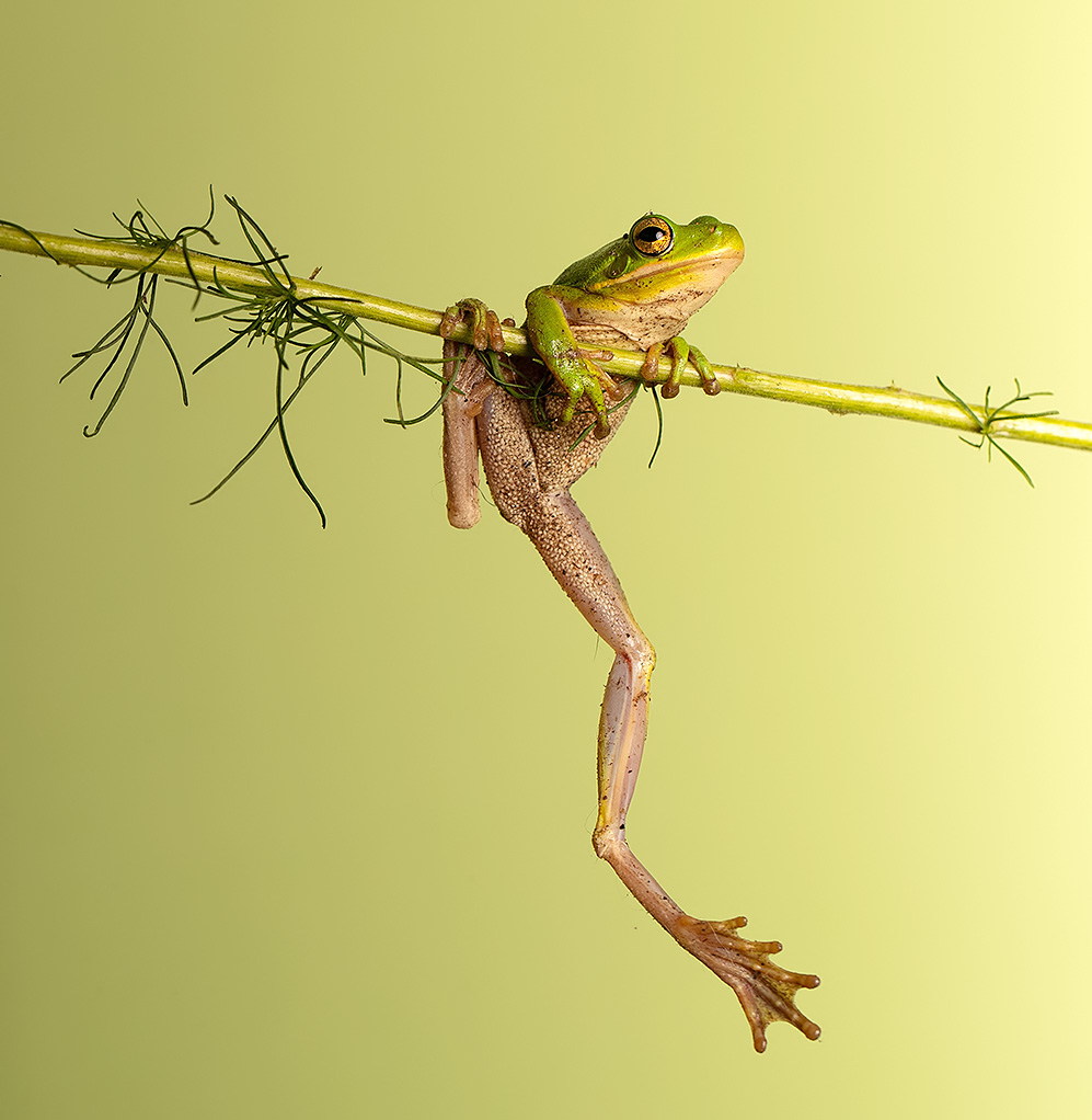  Frog. Зеленая североамериканская квакша