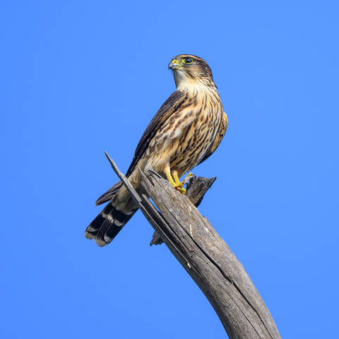 Merlin 