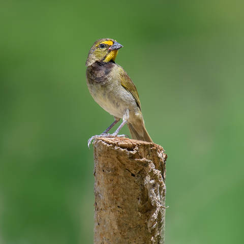 Yellow-faced grassquit (male)