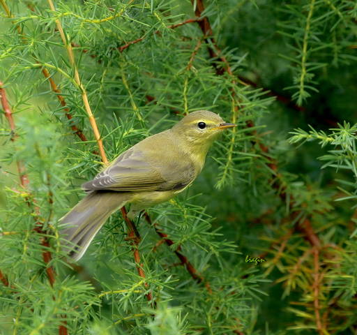 Камышевка садовая  ( Асrocephalus  dumetorum )