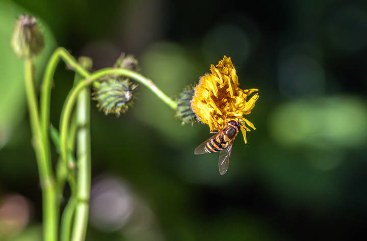 Успеть до заката