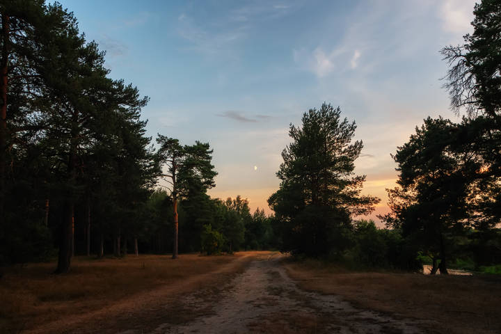 Русский лес