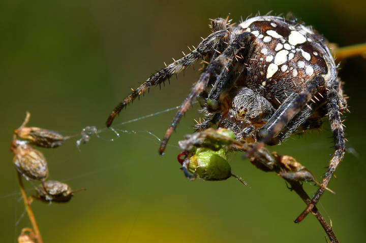 Araneus diadematus