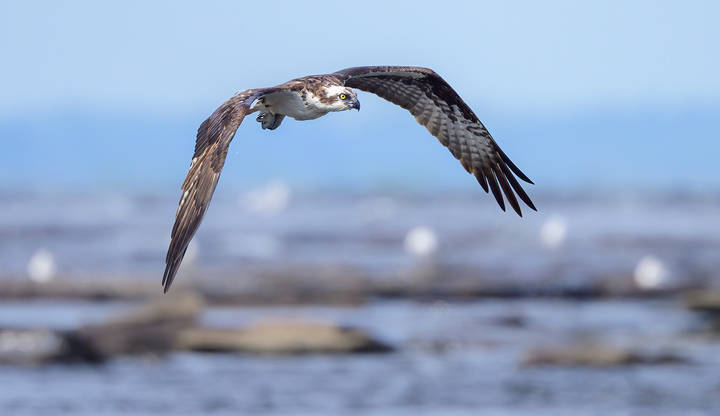 Osprey 