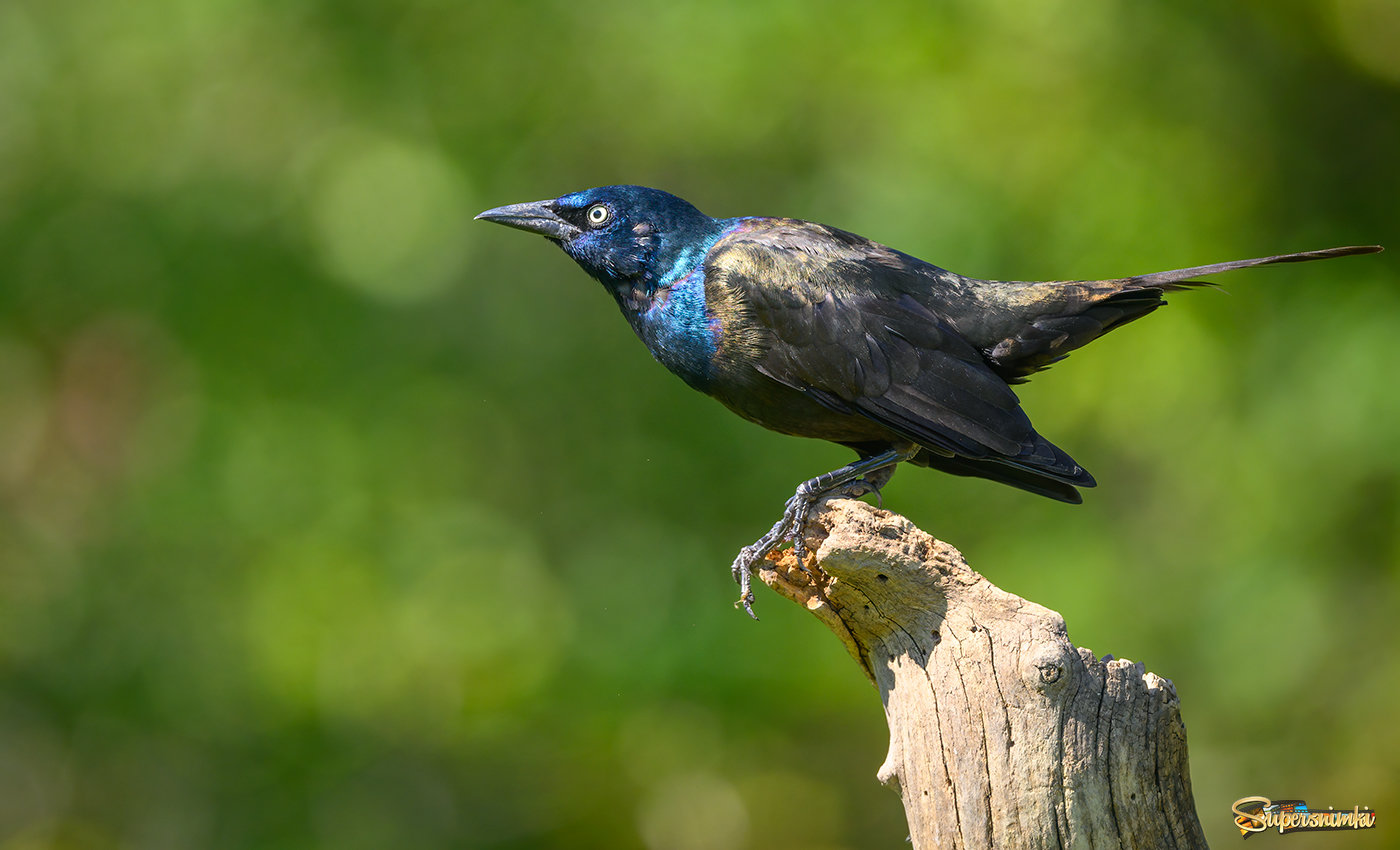 Common grackle (Adult male)