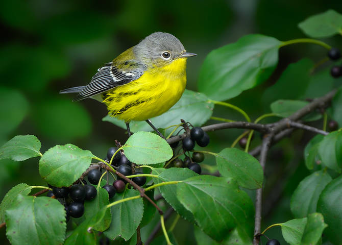 Magnolia warbler (Setophaga magnolia) (female-immature male) 