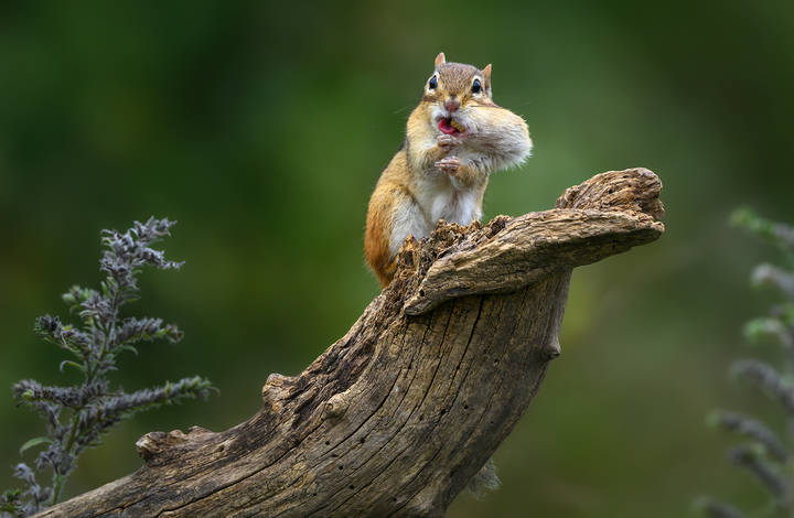 Chipmunk