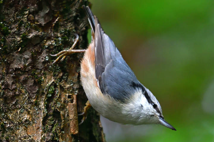 Sitta europaea..