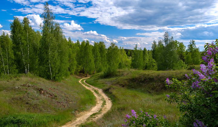 Лесная дорога в майской красе