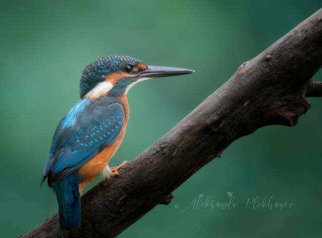 Kingfisher