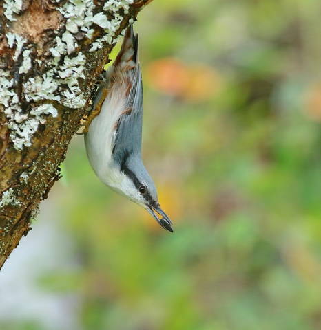 Поползень ( Sitta europaea )