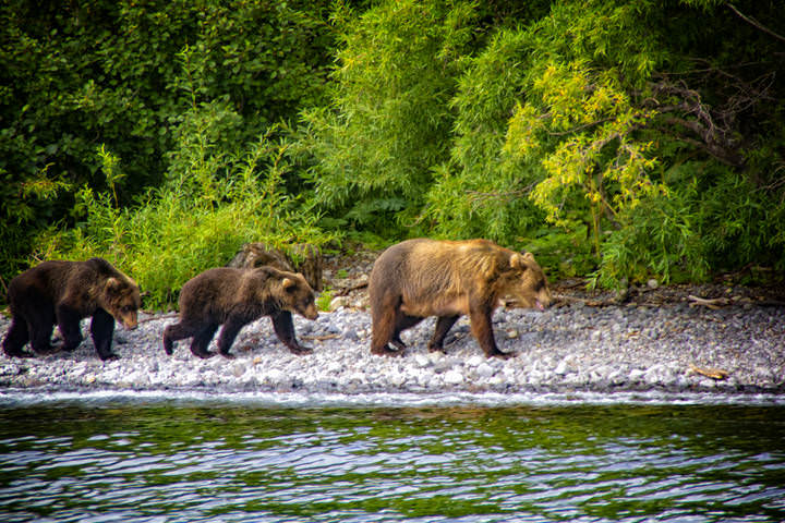 Медведи Курильского озера 1