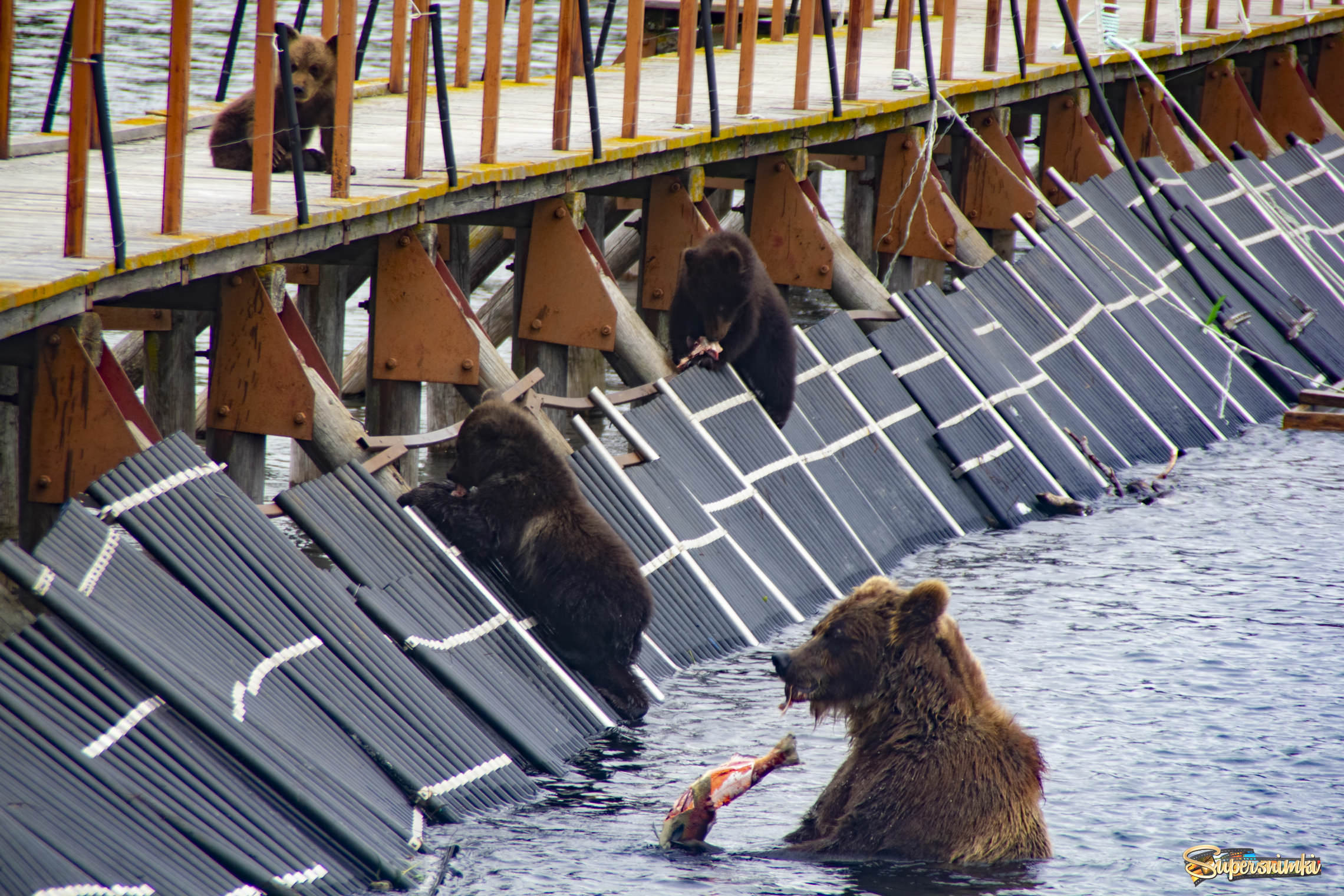 Медвежья столовая