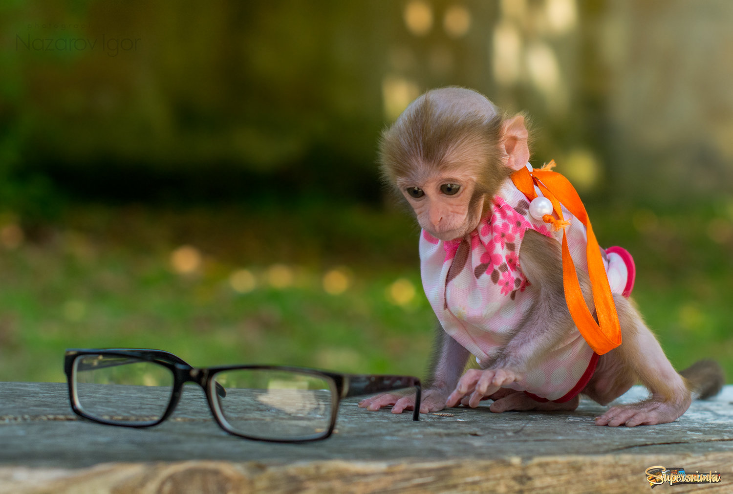 Ганнибал фото обезьяна