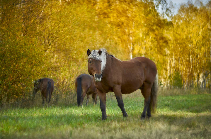 кони в осени