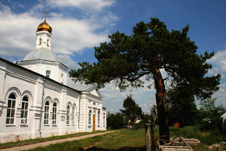 Сосна