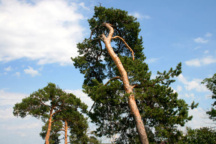 Сосна на сельскм погосте 2