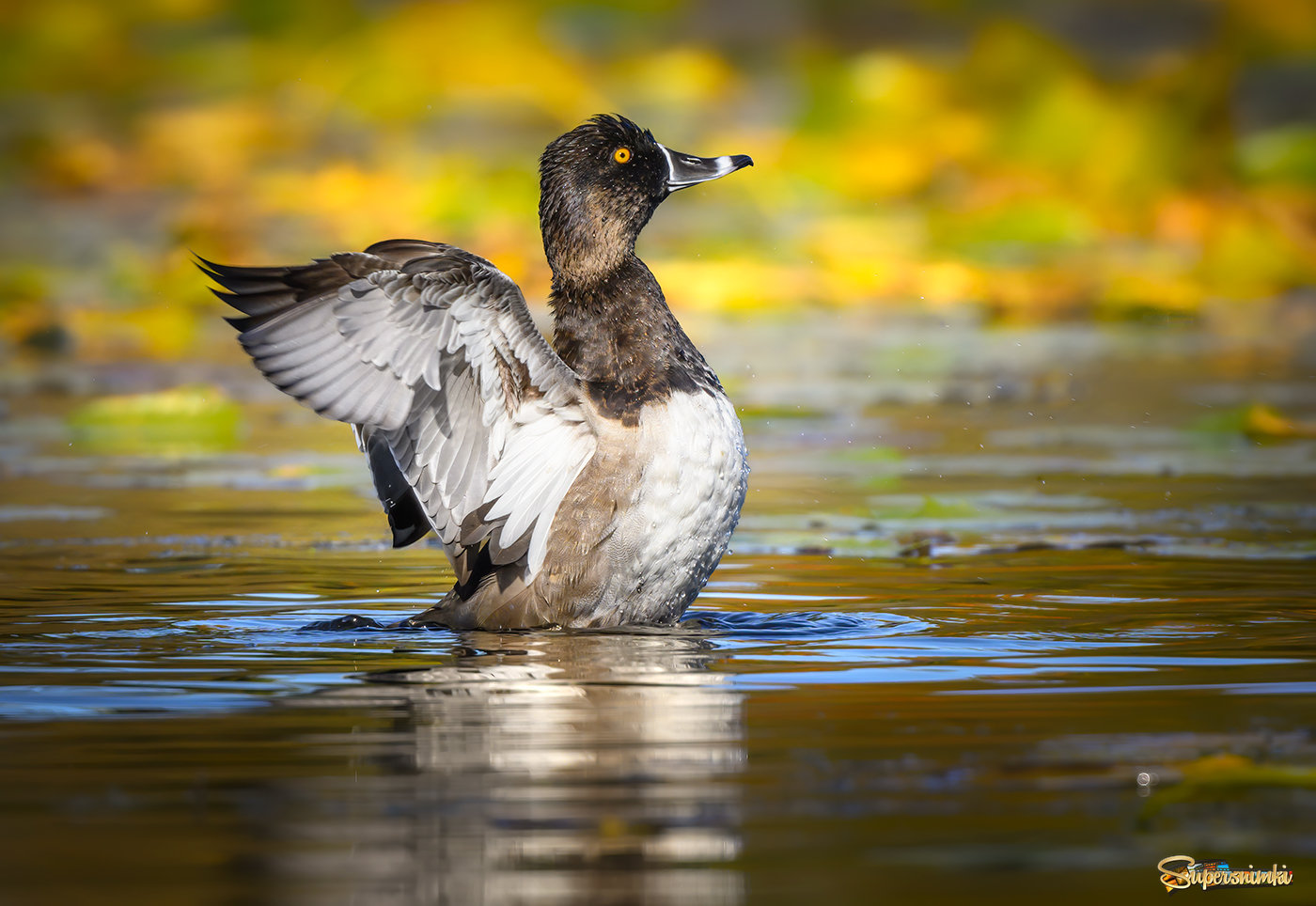 Ring-necked duck (male)
