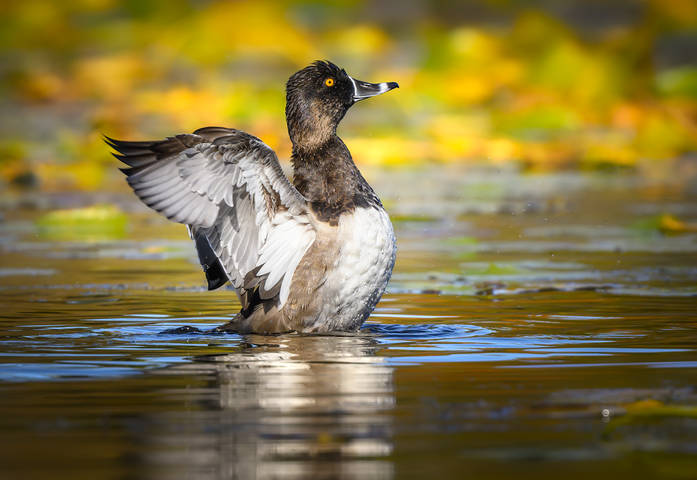 Ring-necked duck (male)