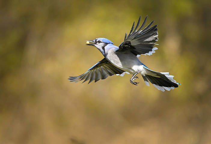 Blue Jay
