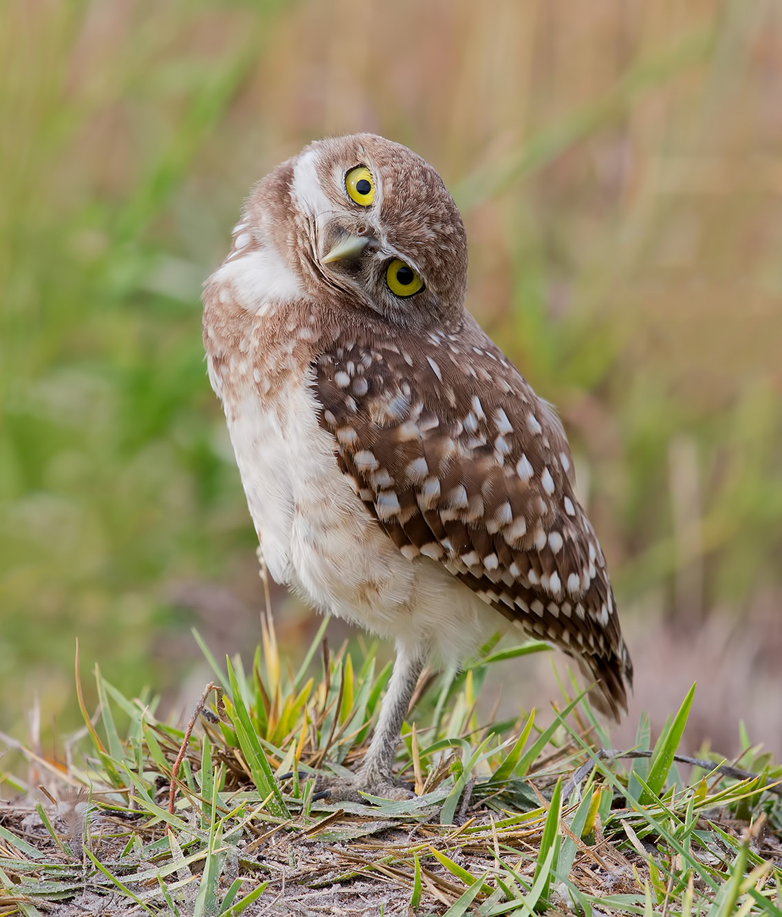Burrowing Owlet - Кроличий сыч