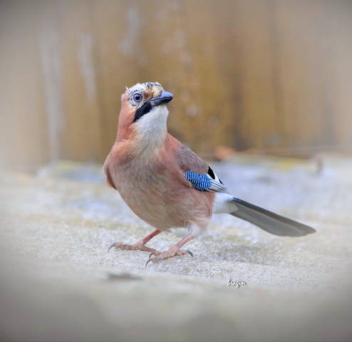 Сойка ( Carrulus glandarius )