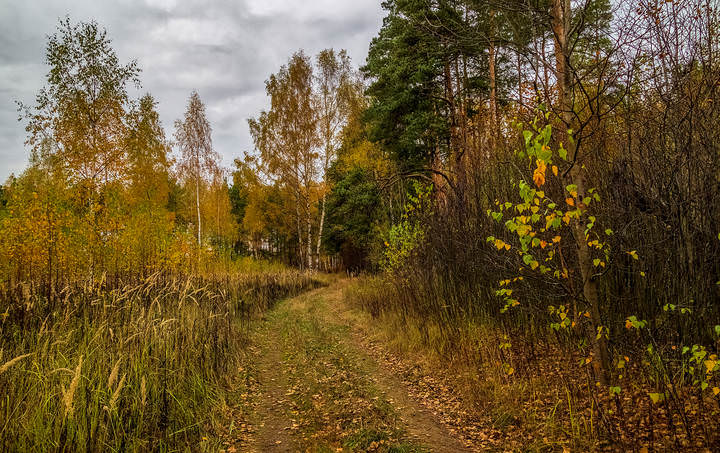 Осень в лесу 