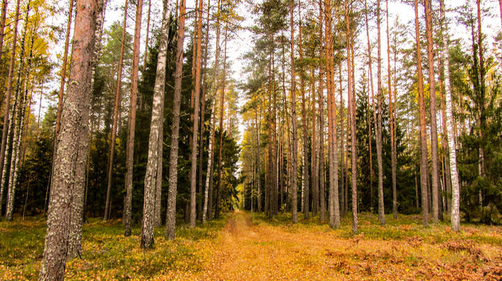 По лесной дороге