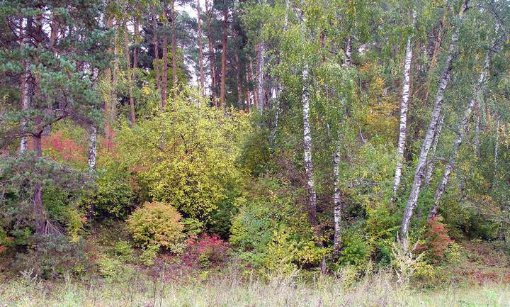 Краски осени