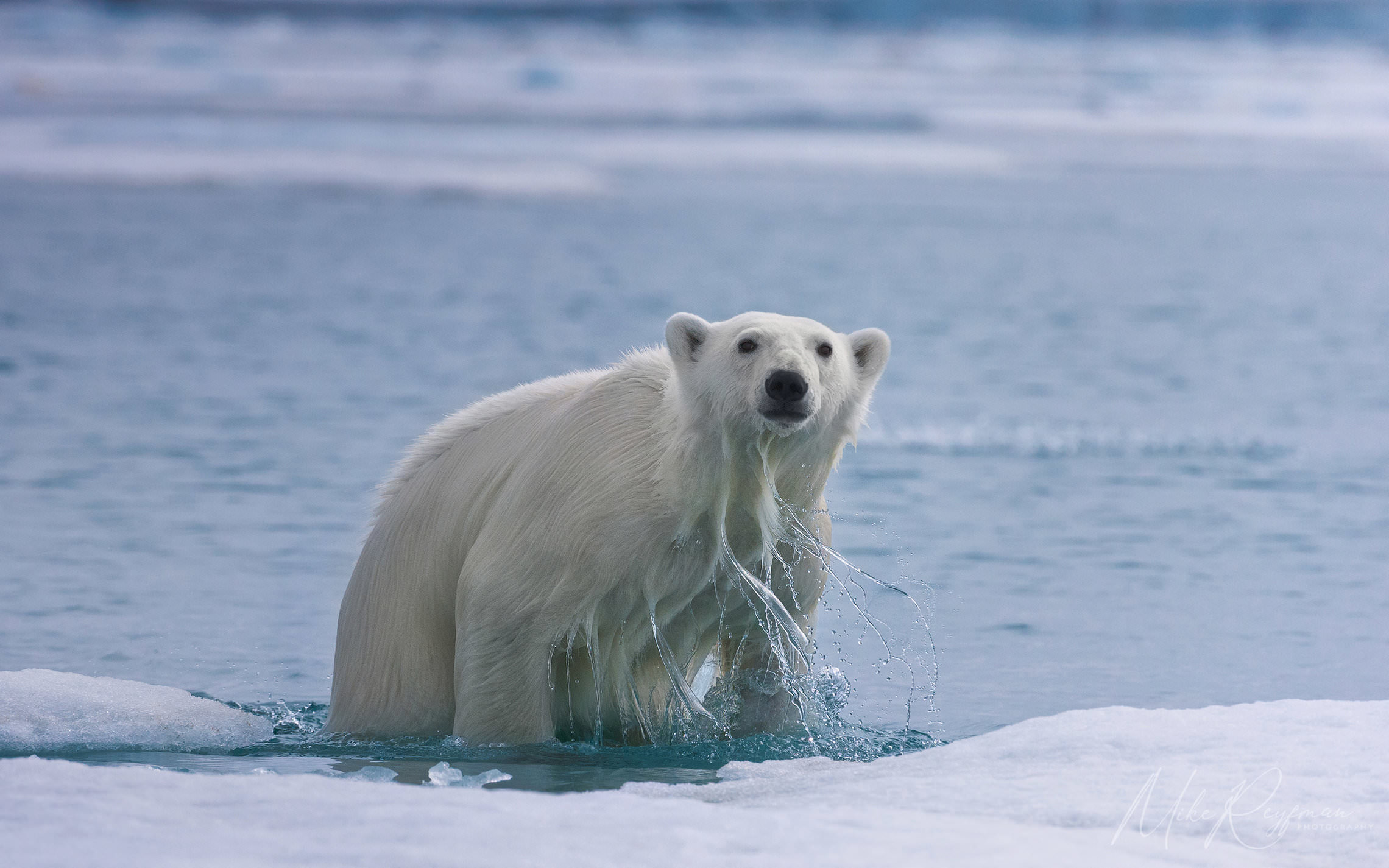 Polar Bear Kingdom
