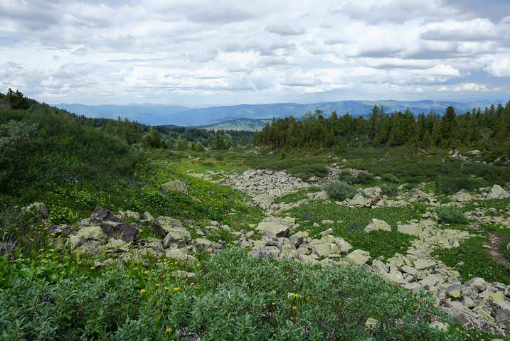 Алтайские курумники