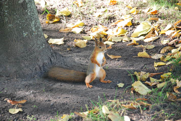 Белка