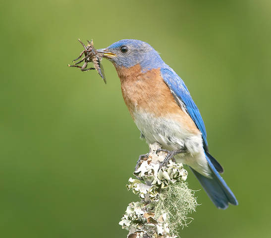 Восточная сиалия, самец -Eastern Bluebird male