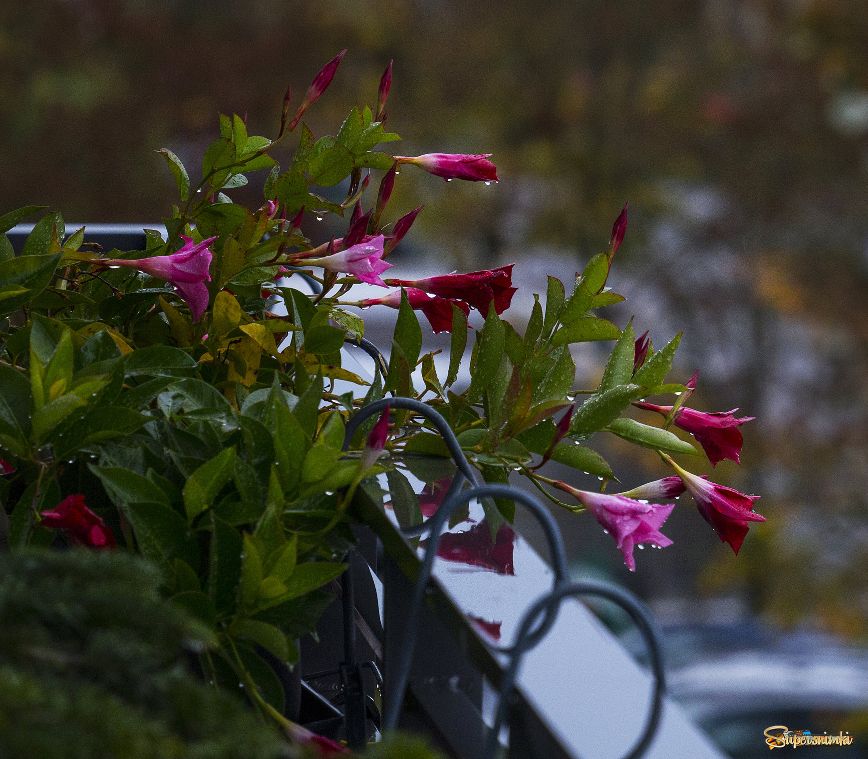 Осень,дождик и цветы......