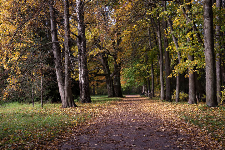 Осень в городском парке