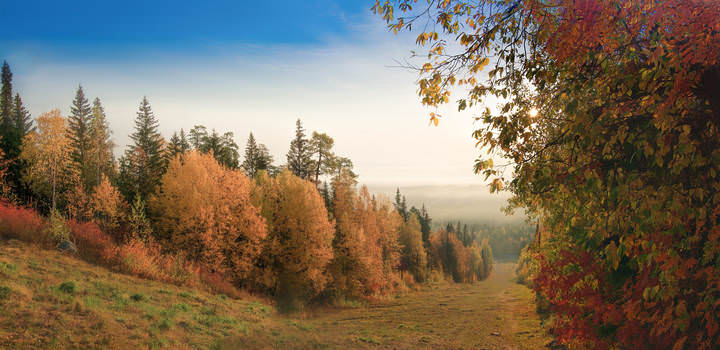 Золотом покрытый лес осенний
