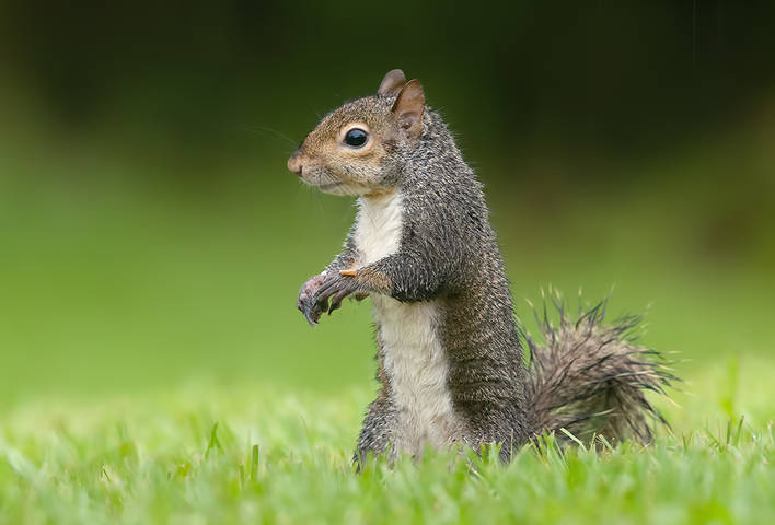 Gray squirrel - Каролинская белка