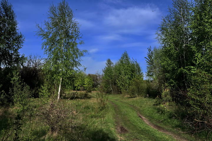  Лесная дорога.