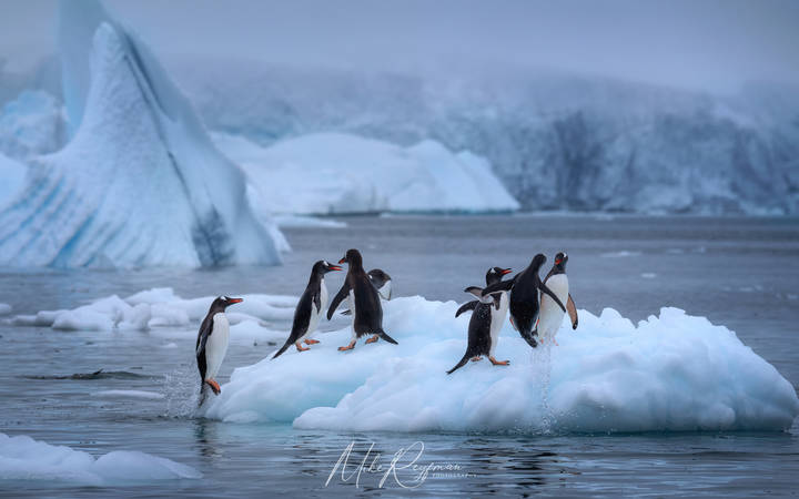 Return to the White Continent