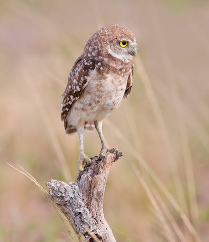 Burrowing Owlet - Кроличий сыч