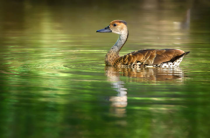 West Indian Whistling-Duck (Dendrocygna arborea)