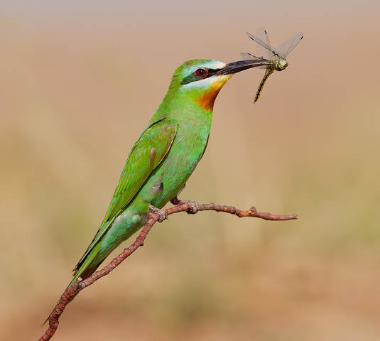 Зелёная щурка - Blue-cheeked Bee-eater