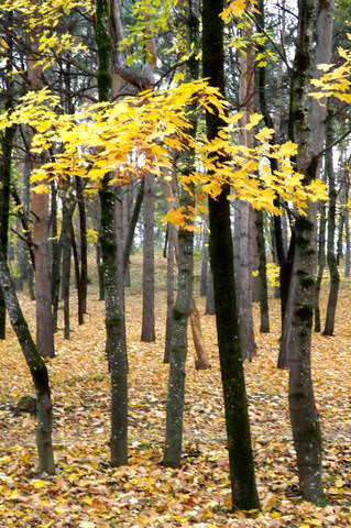 Парковый   клён