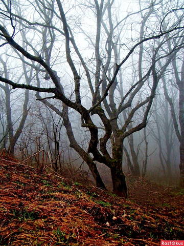 Утро  на горе Бештау
