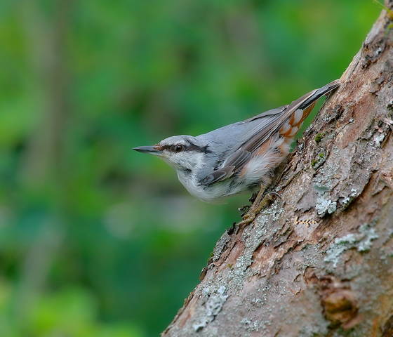 Поползень ( Sitta europaea )