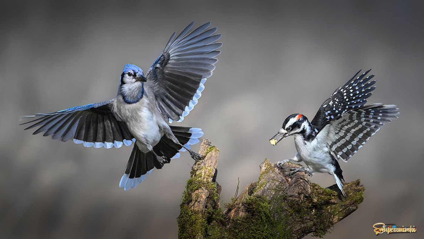 Blue Jay vs. Hairy woodpecker (male) 