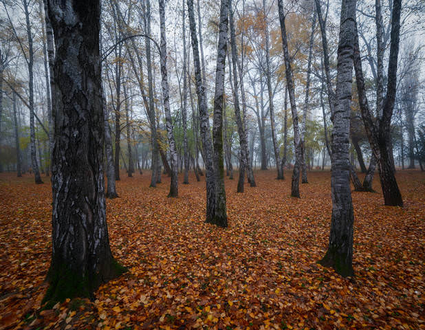 Осеннее утро